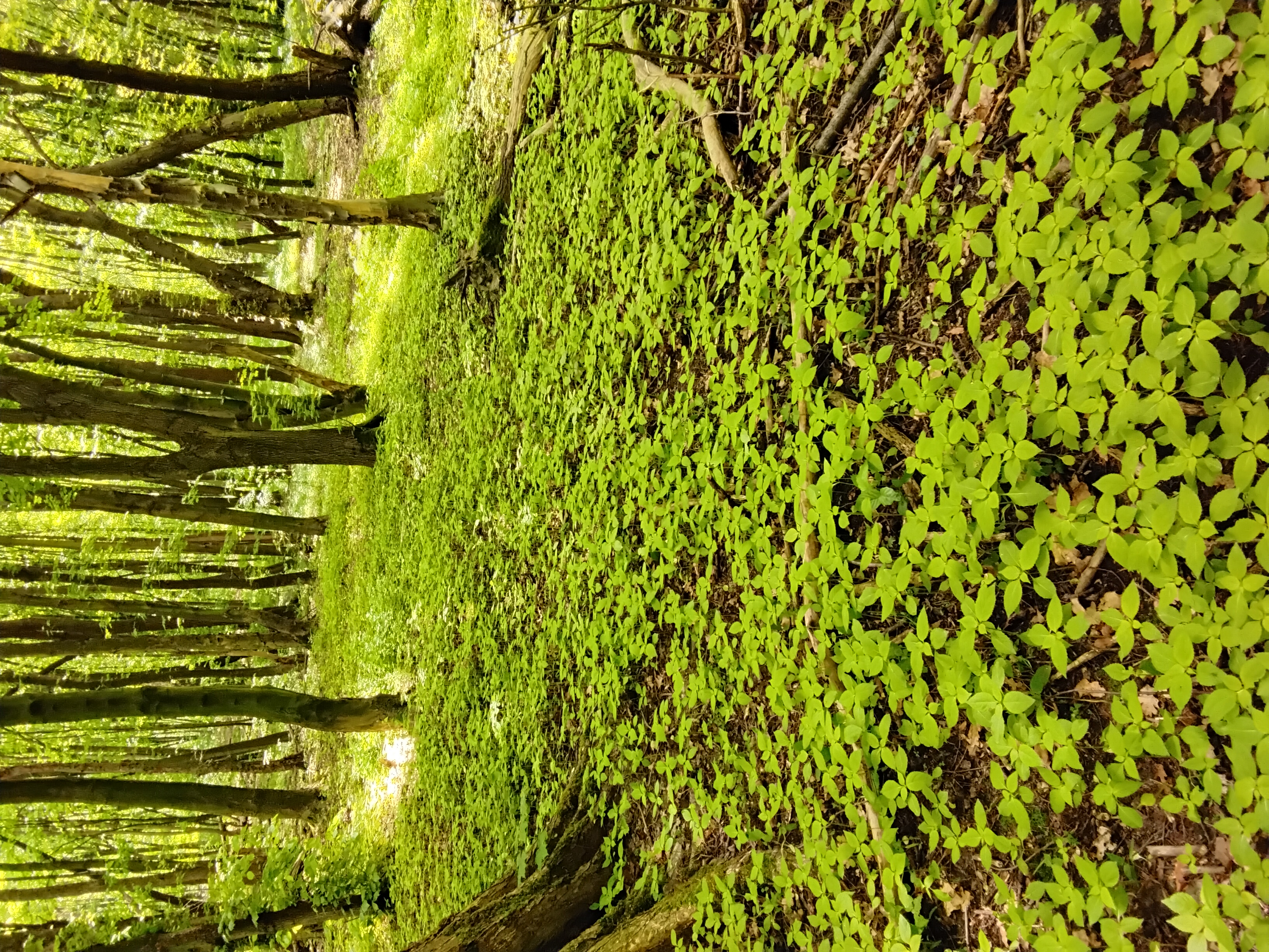 Fot. 1. Stanowisko niecierpka drobnokwiatowego Impatiens parviflora w północnej części Parku Śląskiego. Ten uciążliwy gatunek inwazyjny, pochodzący z Azji, często przejmuje rolę dominanta w runie zbiorowisk leśnych (autor: Damian Chmura).